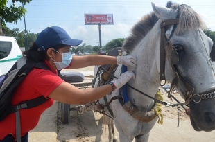 Jornada de vacunación equina, en Malambo