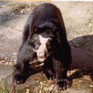 Zoológico de Barranquilla rechaza decisión de la Corte que ordena el traslado del oso de anteojos proveniente de Manizales