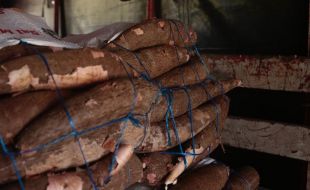 Gobernación del Atlántico apoya a campesinos del departamento para la comercialización de la yuca