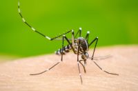 Distrito dicta nuevas medidas para prevenir contagios por dengue