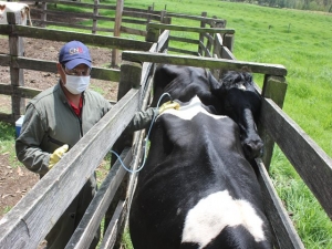 Hoy inició el segundo ciclo de vacunación contra la fiebre aftosa y brucelosis bovina en todo el país