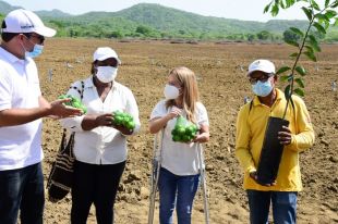 ”Con  la siembra de limón tahití generamos productividad en 70 hectáreas del Atlántico”: Elsa Noguera.