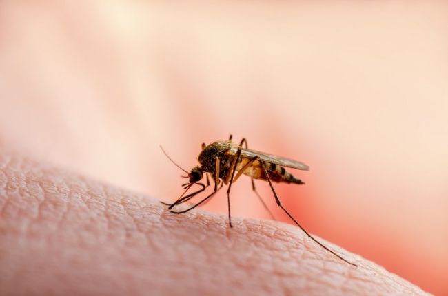 Dengue: conozca los síntomas por los que debe consultar al servicio de salud