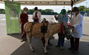 Con formación y atención veterinaria, avanza el Plan Integral de Sustitución de Vehículos de Tracción Animal