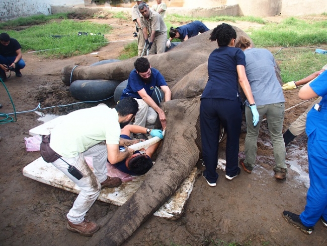 Exitosa cirugía a elefante en el Zoológico de Barranquilla
