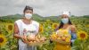 Con girasoles a bordo, el níspero y el mango se estrenan en la ruta gastronómica de Sazón Atlántico