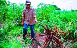 Festival del Cerdo y la Yuca encabeza los nuevos festivales de Sazón Atlántico