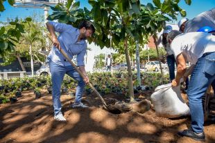 Siembra Barranquilla continua en la administración Pumarejo