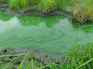 Alta concentración de algas, origen de mortandad de peces en ciénaga de Luruaco: C.R.A
