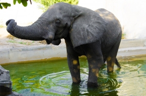 Elefante del Zoológico de Barranquilla volverá al dentista