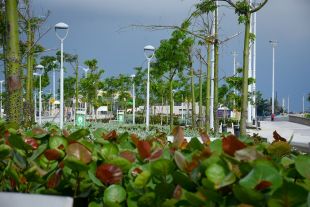 Barranquilla, reconocida como una de las ciudades más arborizadas del mundo