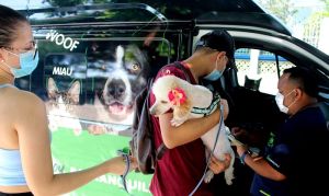 Bienestar animal en Barranquilla: en lo corrido de 2022 se han esterilizado 665 perros y gatos en 20 barrios