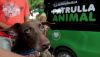 Distrito retoma jornadas de esterilización de caninos y felinos