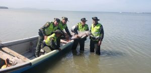 Policías rescatan un delfín encallado en Puerto Velero