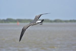Con avistamiento y registro de aves, Barranquilla se une al ‘October Big Day 2020’